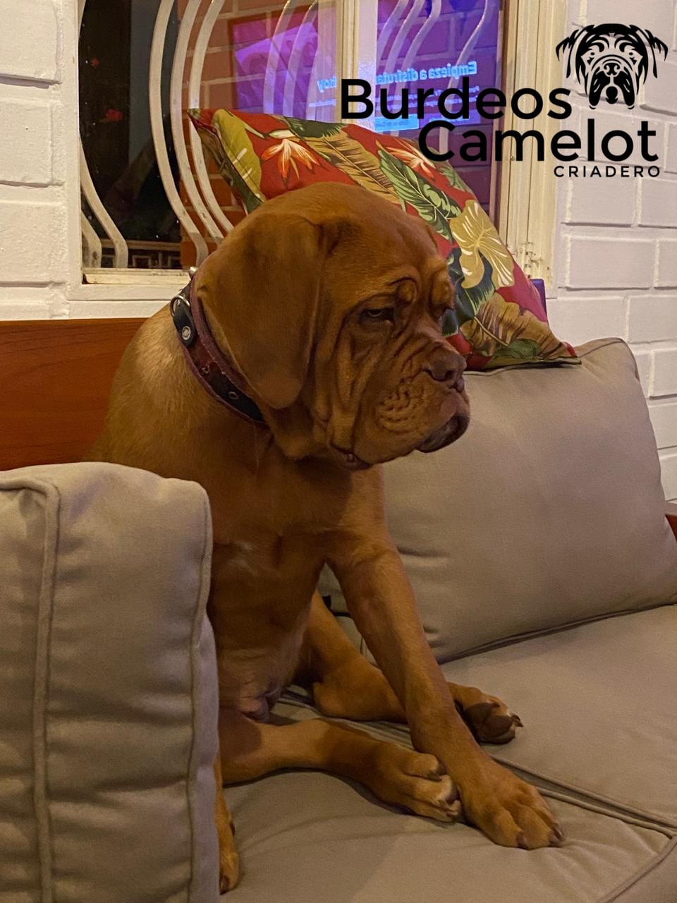 Entrega